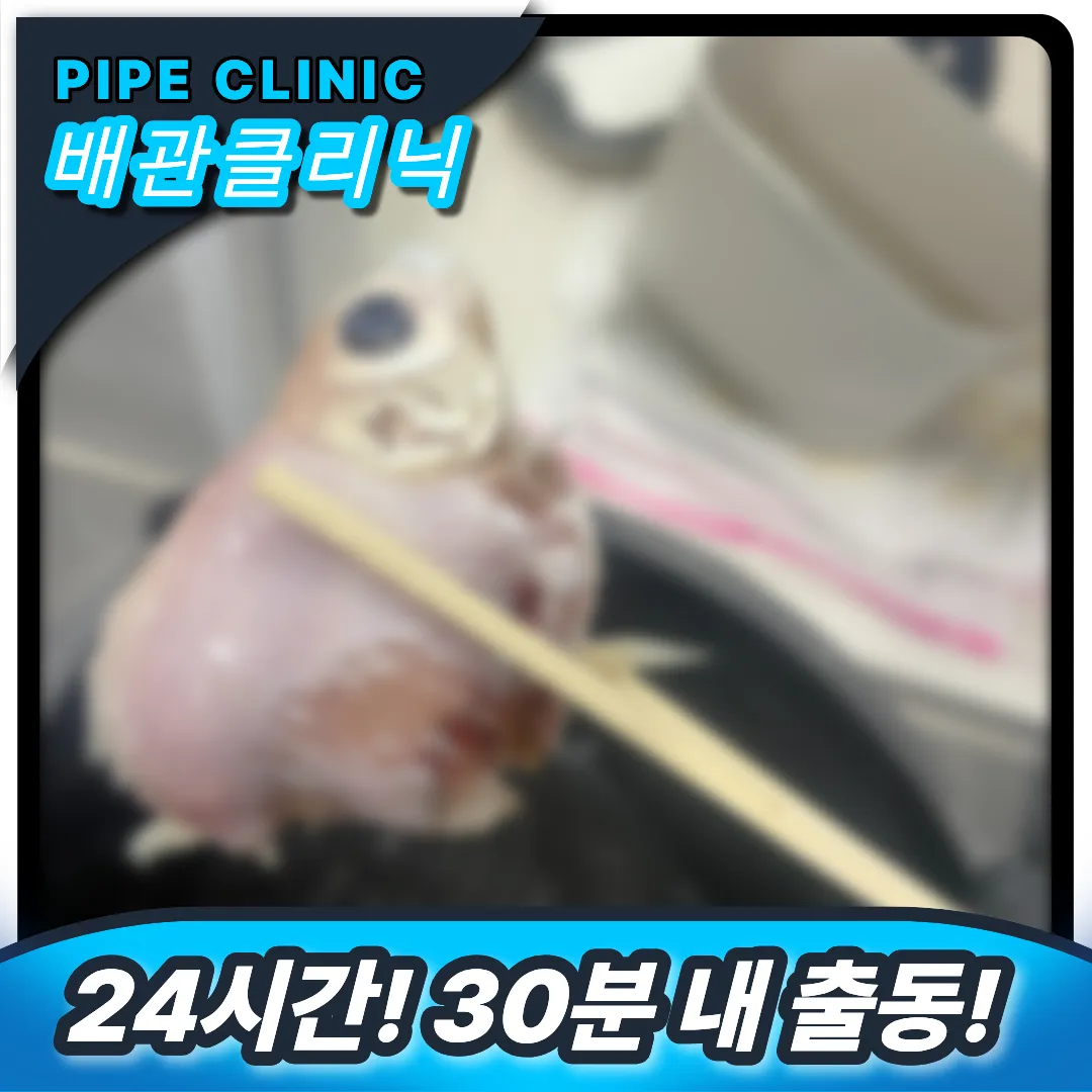 변기물고기버림